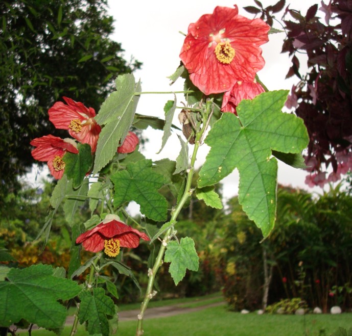 Flowering maple